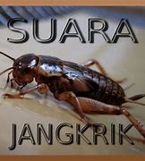 Suara Jangkrik Singkat Dan Jelas Bahasa Inggris